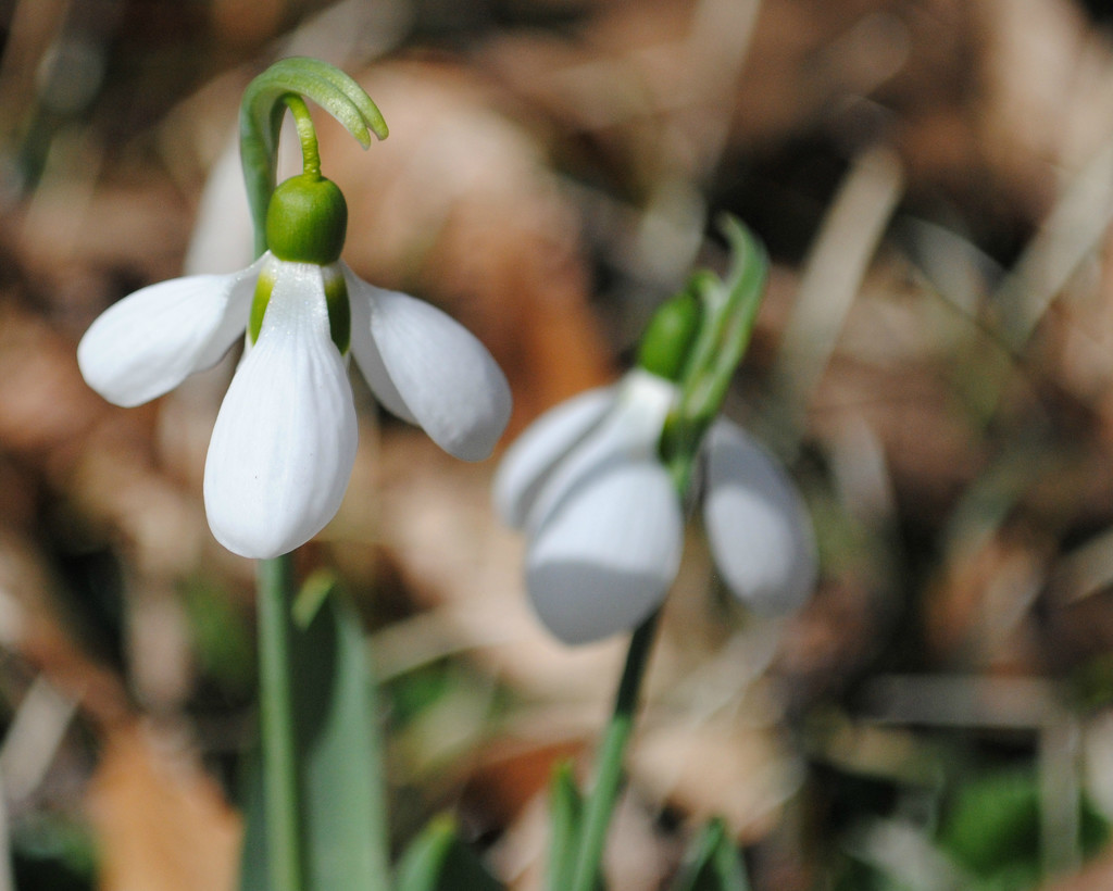 Snowdrops: An Early Sign of Spring by alophoto