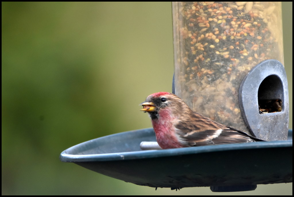 The redpoll is back by rosiekind