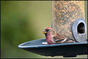 27th Feb 2016 - The redpoll is back