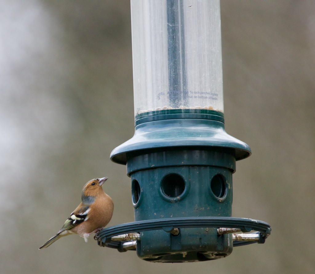 Chaffinch looking at a rather empty feeder by padlock