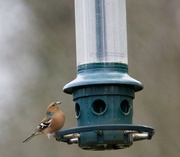 26th Feb 2016 - Chaffinch looking at a rather empty feeder