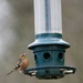 Chaffinch looking at a rather empty feeder by padlock