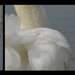 swan study by helenhall