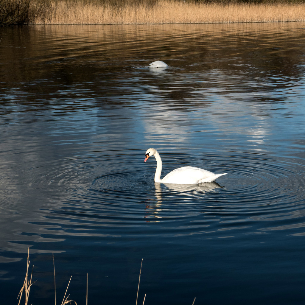 Swans on Loch Leven by frequentframes