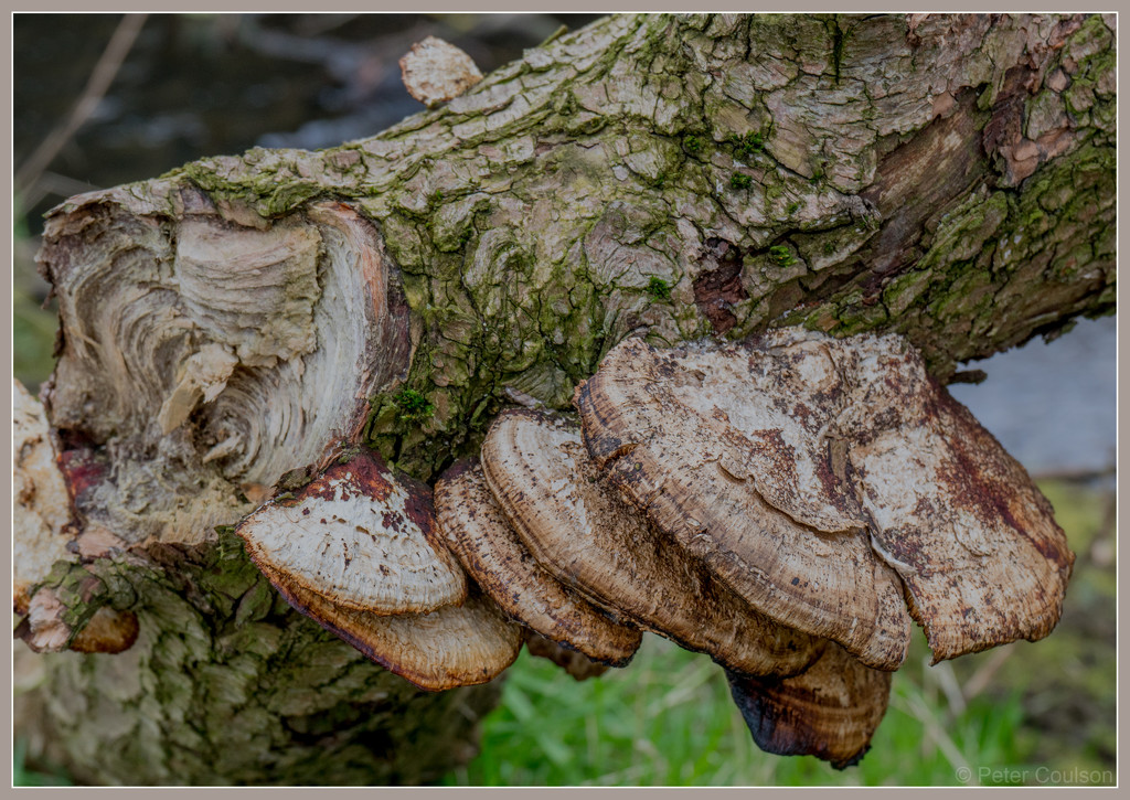 Bracket Fungi by pcoulson