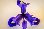 27th Feb 2016 - Iris flower head