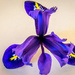 Iris flower head by rjb71