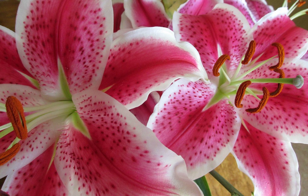My lovely lilies by mittens