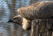 27th Feb 2016 - White-backed Vulture
