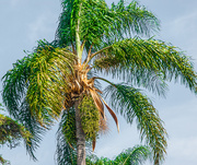 26th Feb 2016 - (Day 13) - Palm in the Breeze