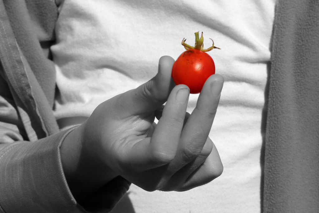 Tomato! by ingrid01