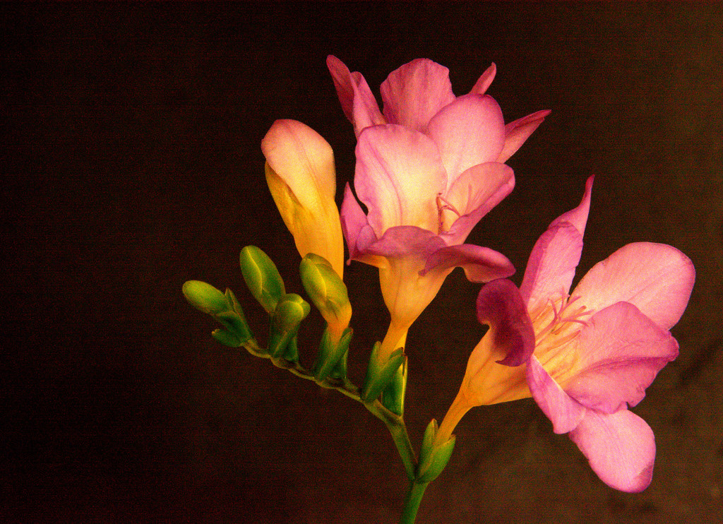 The fragrance of a freesia by jayberg