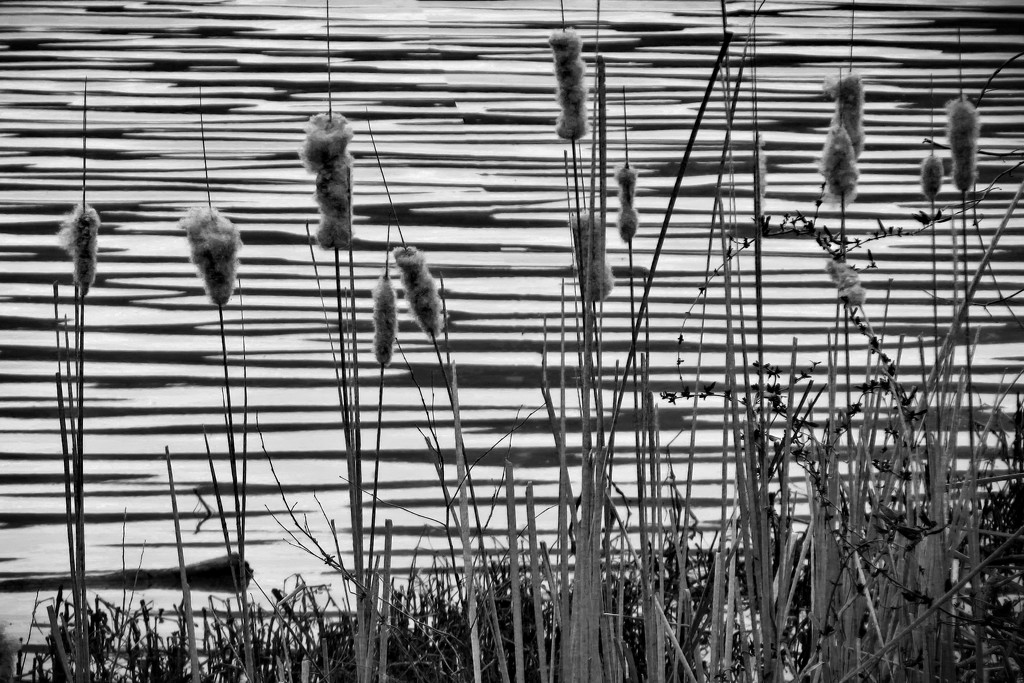 Cattails on the Riverbank by milaniet