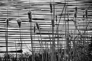 27th Feb 2016 - Cattails on the Riverbank
