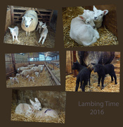 27th Feb 2016 - lambing time 2016