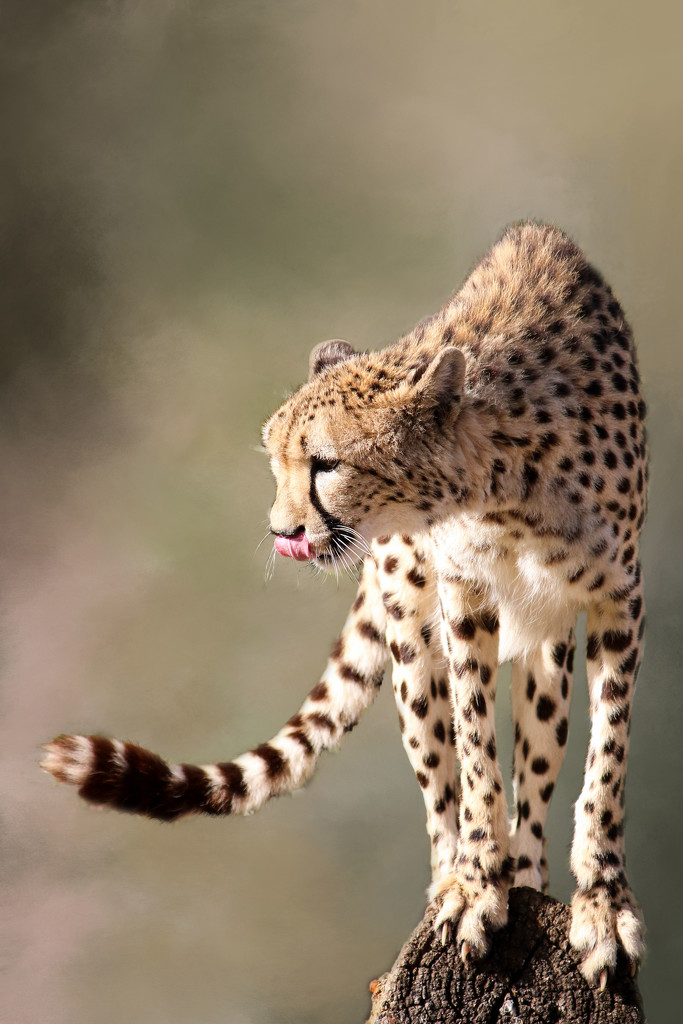 Regal Cheetah by flyrobin