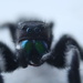 Spider by kerristephens