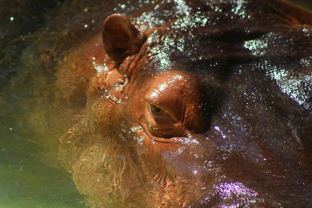 Hippo by kerristephens