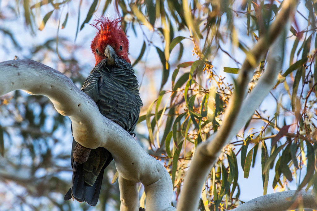 Gang gang in a gum tree by pusspup