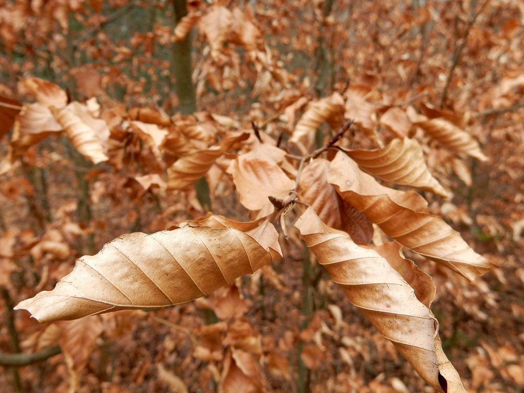 Leaves of Gold v1 by bulldog
