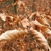 Leaves of Gold v1 by bulldog