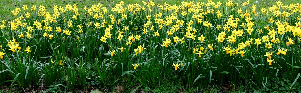a letterbox of golden daffodils by quietpurplehaze