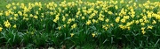 28th Feb 2016 - a letterbox of golden daffodils