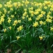 a letterbox of golden daffodils by quietpurplehaze