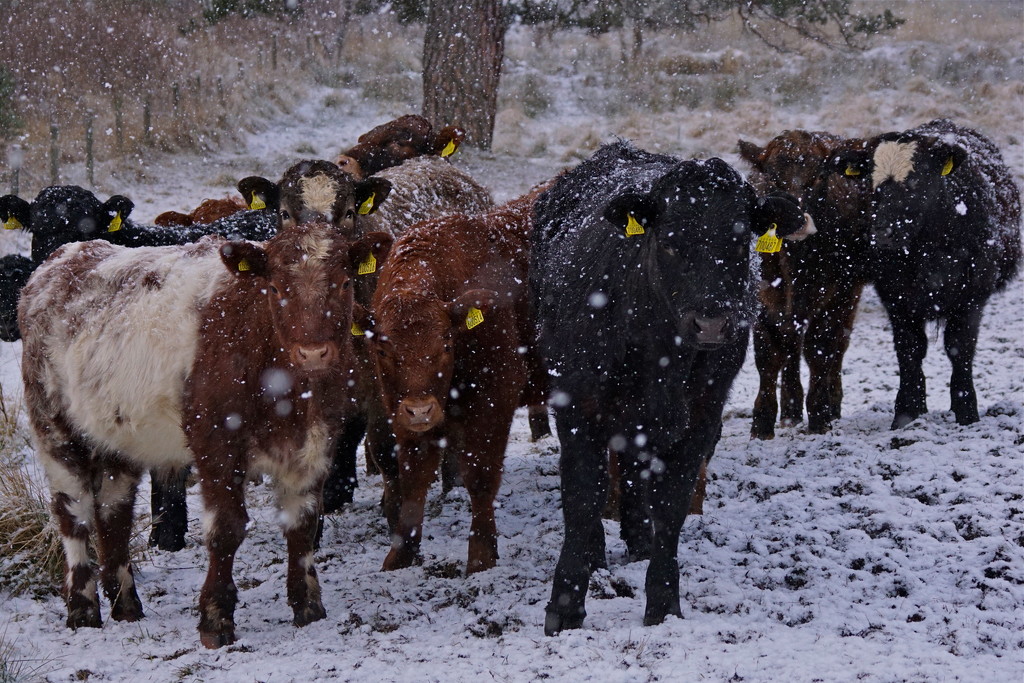 SNOWY HERD by markp