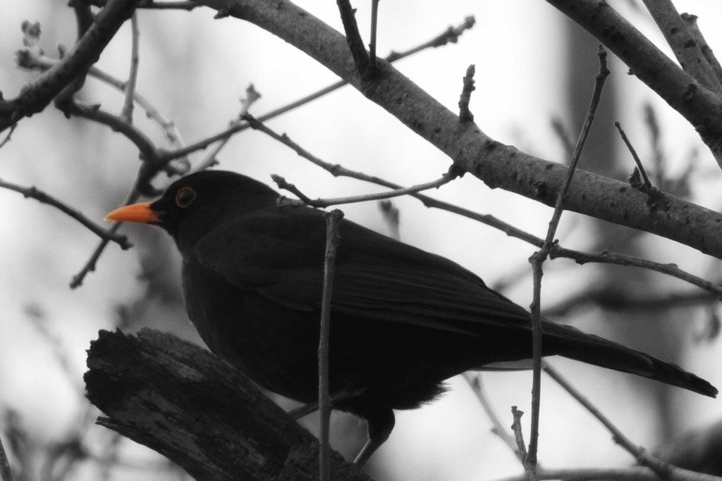Blackbird by mattjcuk