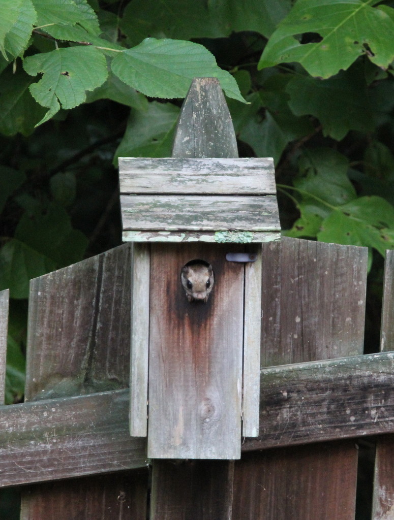 flying squirrel in birdhouse by scottmurr
