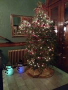 17th Dec 2015 - Christmas Tree