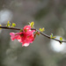 Tree Blossoms by seattlite