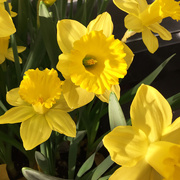 26th Feb 2016 - Daffodils