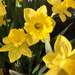 Daffodils by yogiw