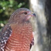 Redshouldered Hawk by rob257