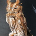 Eastern Screetch Owl by rob257