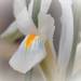 Miniature iris by flowerfairyann