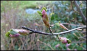 28th Feb 2016 - Frosted bud...