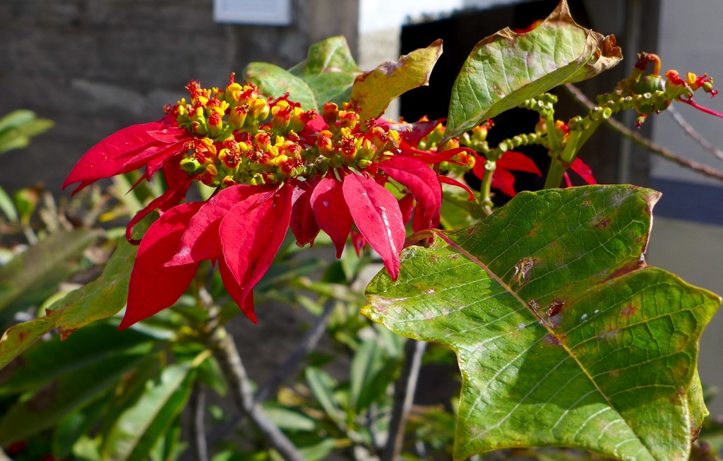 Poinsettia tree by orchid99