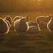 Spring Lamb by shepherdman