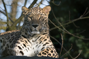 28th Feb 2016 - Sri Lankan Leopard