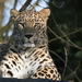 Sri Lankan Leopard by leonbuys83