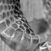 snakeskin by dianen