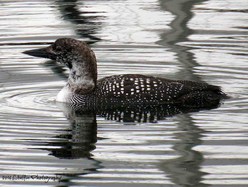 Pacific Loon by kathyo