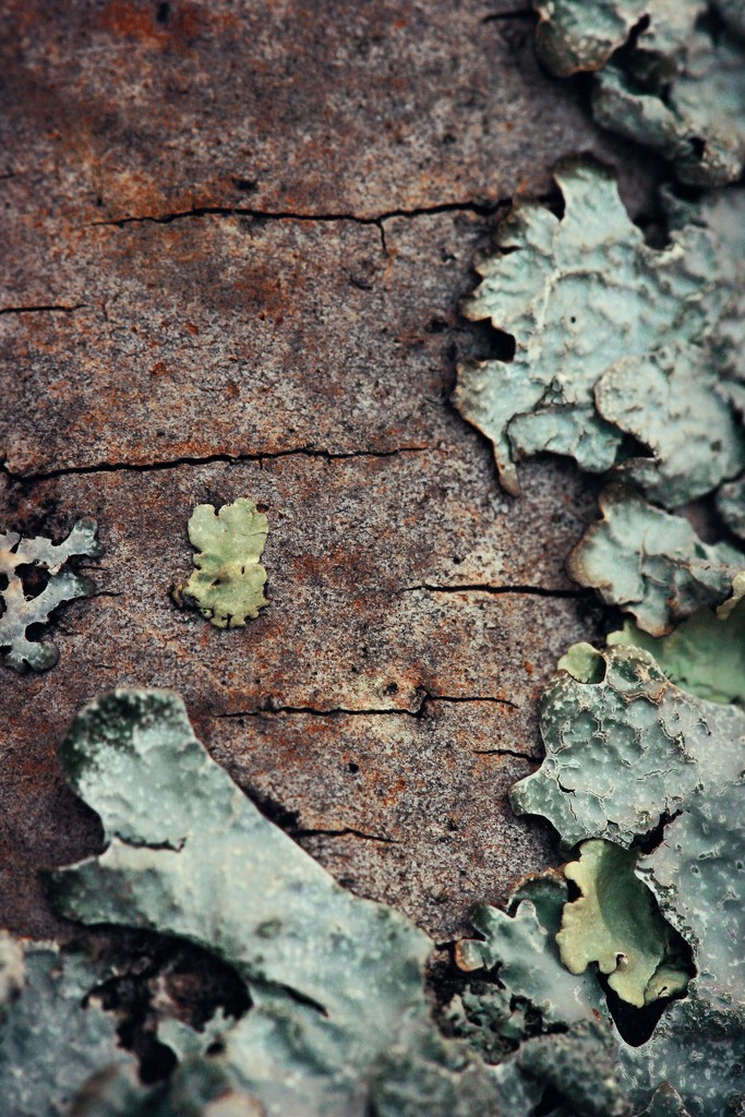 Lichen on Bark  by mzzhope