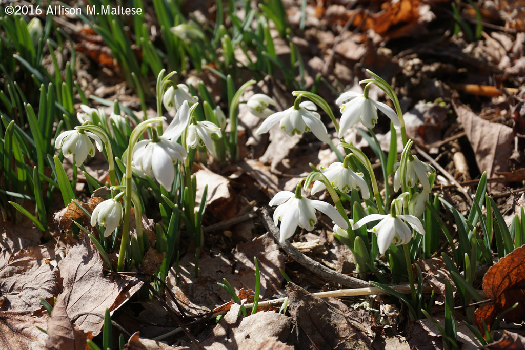 First of the Snowdrops by falcon11