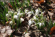 28th Feb 2016 - First of the Snowdrops