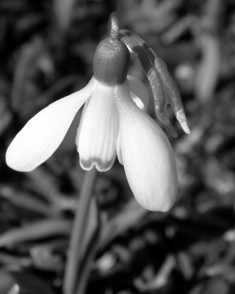 Snow Drop Blossom by daisymiller