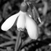 Snow Drop Blossom by daisymiller
